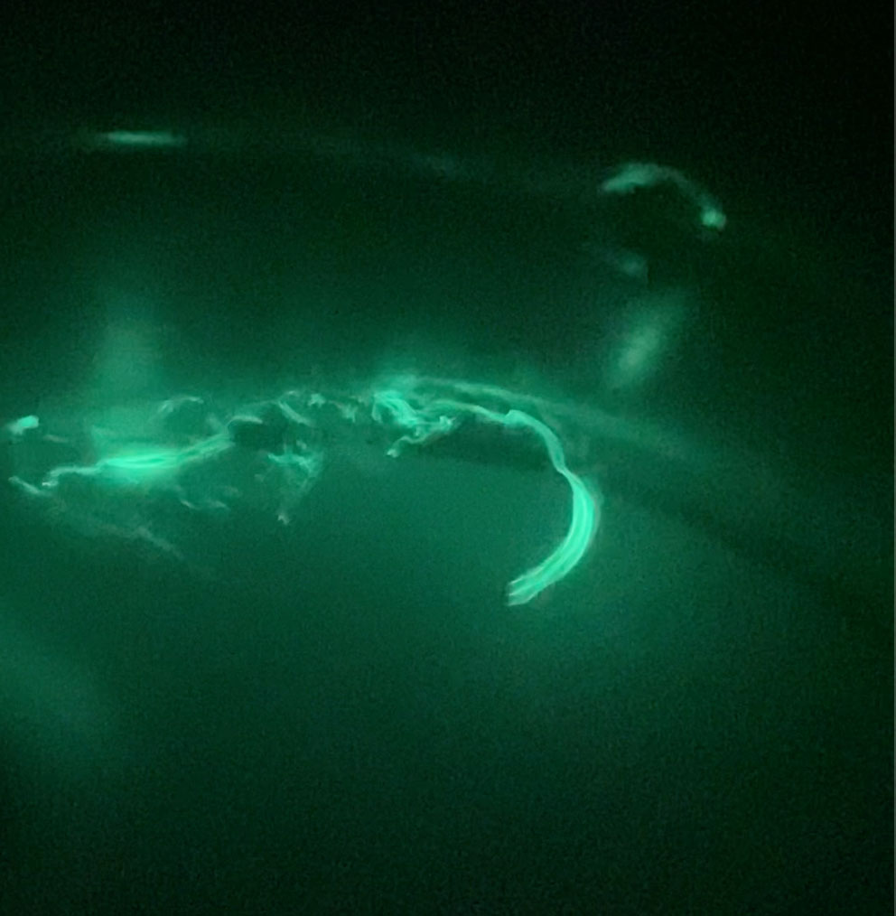 Glowworms